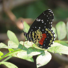 Crimson Patch (Chlosyne janais)