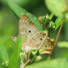 White Peacock (Anartia jatrophae)