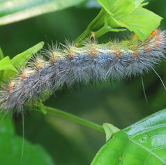 Genus Stictocompe - Tiger Moth - Caterpillar