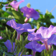 Brazilian Morning-Glory (Ipomoea setosa)