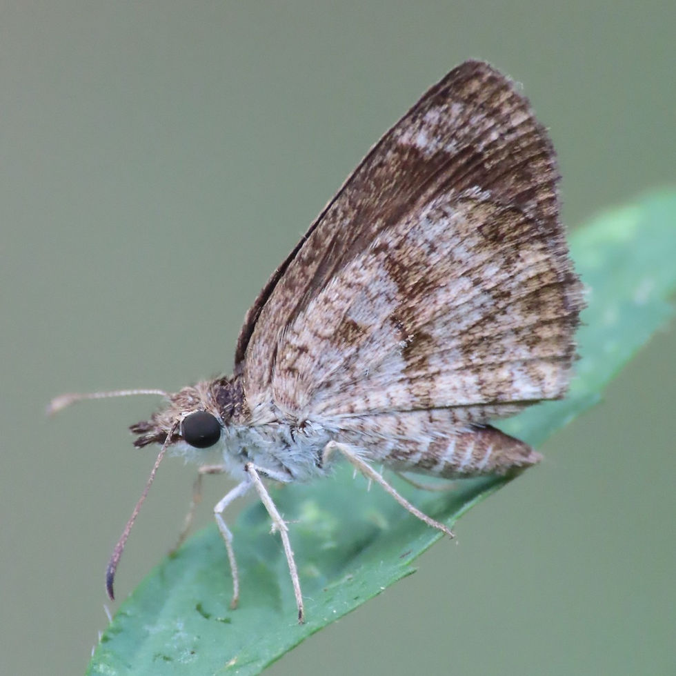 Zopyrion Skippers