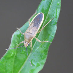 Catorhintha selector