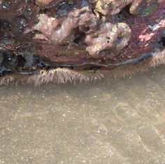 Genus Anthopleura