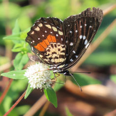 Crimson Patch (Chlosyne janais)