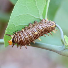 Polydamas Swallowtail (Battus polydamas)