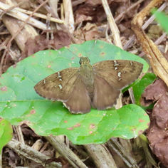 Potrillo Skipper (Autochton potrillo)