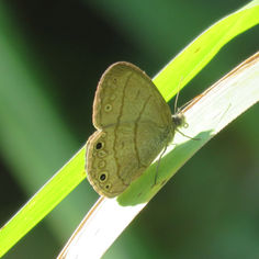 Hermes Satyr (Hermeuptychia hermes)