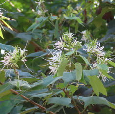 Pom Pom Orchid Tree (Bauhinia divaricata)