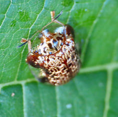 Microctenochira hectica