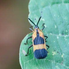 Oxychalepus balyanus Beetle