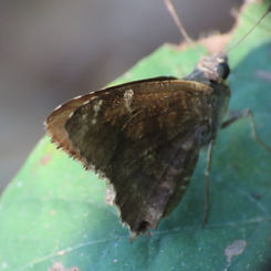 Mimosa Skipper (Cogia calchas)