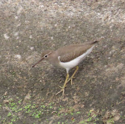 Spotted Sandpiper (Actitis macularius)