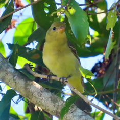 Western Tanager (Piranga ludoviciana)