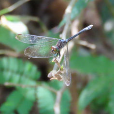 Three-striped Dasher (Micrathyria didyma)