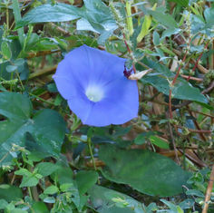 Japanese Morning (Glory Ipomoea nil)