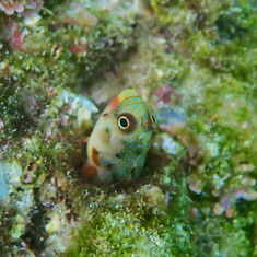 Mexican Barnacle Blenny (Acanthemblemaria hancocki)