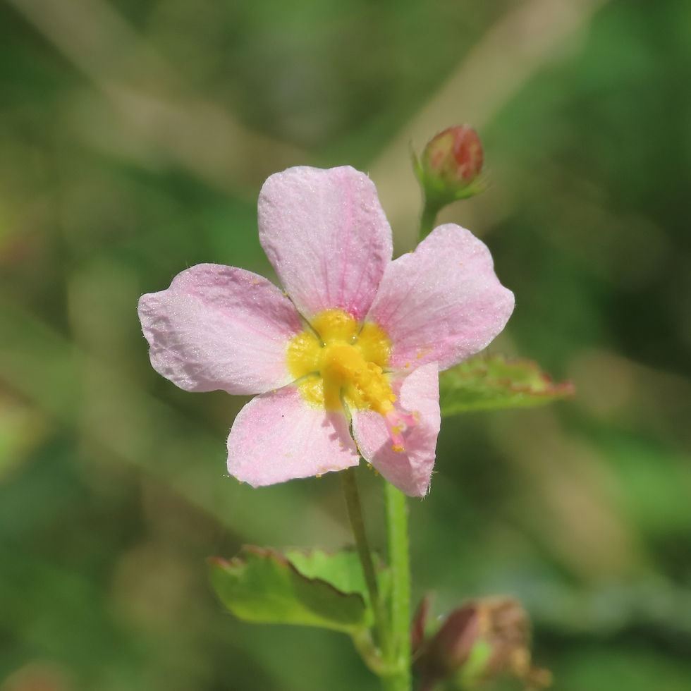Vascular Plants
