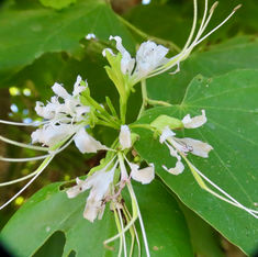 Pom Pom Orchid Tree (Bauhinia divaricata)