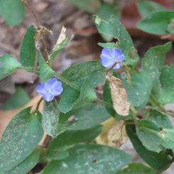 Tropical Speedwell (Evolvulus alsinoides)