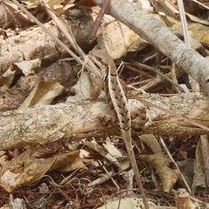 Longtail Spiny Lizard (Sceloporus siniferus)