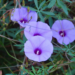 Tripleleaf Morning-Glory (Ipomoea ternifolia)