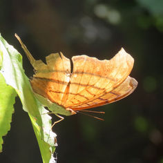 Ruddy Daggerwing (Marpesia petreus)
