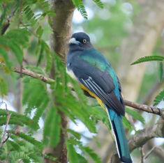 Citreoline Trogon (Trogon citreolus)
