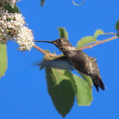 Black-chinned Hummingbird (Archilochus alexandri)