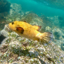 Guineafowl Puffer (Arothron meleagris) - Golden Form