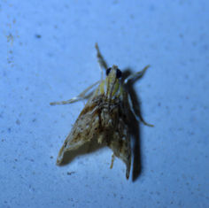 Julia's Dicymolomia Moth (Dicymolomia julianalis)