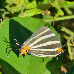 Zebra-striped Hairstreak (Panthiades bathildis)