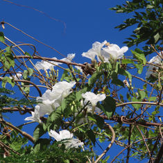 Ipomoea populina