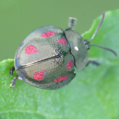 Stolas punicea - Tortoise Beetle