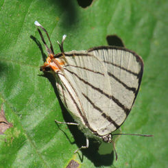 Fine-lined Hairstreak  (Arawacus sito)