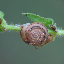 Lipteeth Snail