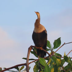 Anhinga (Anhinga anhinga)