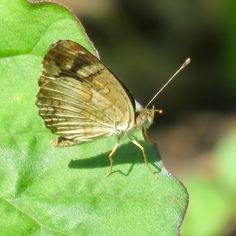Pale-banded Crescent (Anthanassa tulcis)