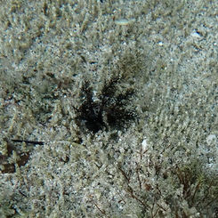Sandy Sea Cucumber (Holothuria inornata)