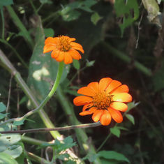Mexican Sunflower (Tithonia rotundifolia)