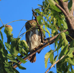 Ferruginous Pygmy-Owl (Glaucidium brasilianum)