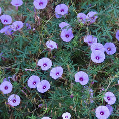 Tripleleaf Morning-Glory (Ipomoea ternifolia)