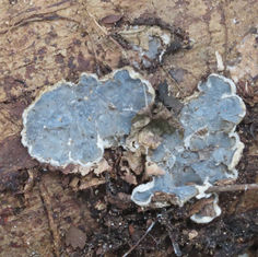Wood Ear Fungi (Genus Auricularia)
