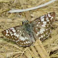 Common-White Checkered-Skipper (Male)