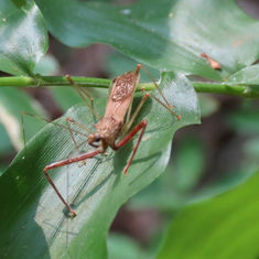 Heza Assassin Bug