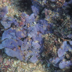 Amphimedon texotli