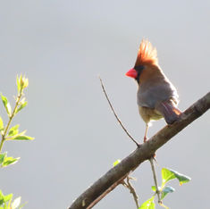 Northern Cardinal (Cardinalis cardinalis) - Female