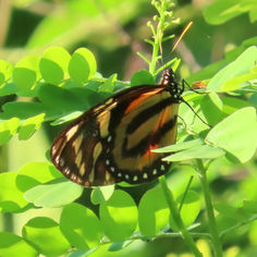 Tiger-mimic Queen (Lycorea halia)
