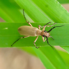 Epicauta diversicornis