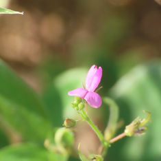 Samoan Clover (Desmodium scorpiurus)