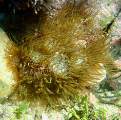 Pale Anemone (Exaiptasia diaphana)